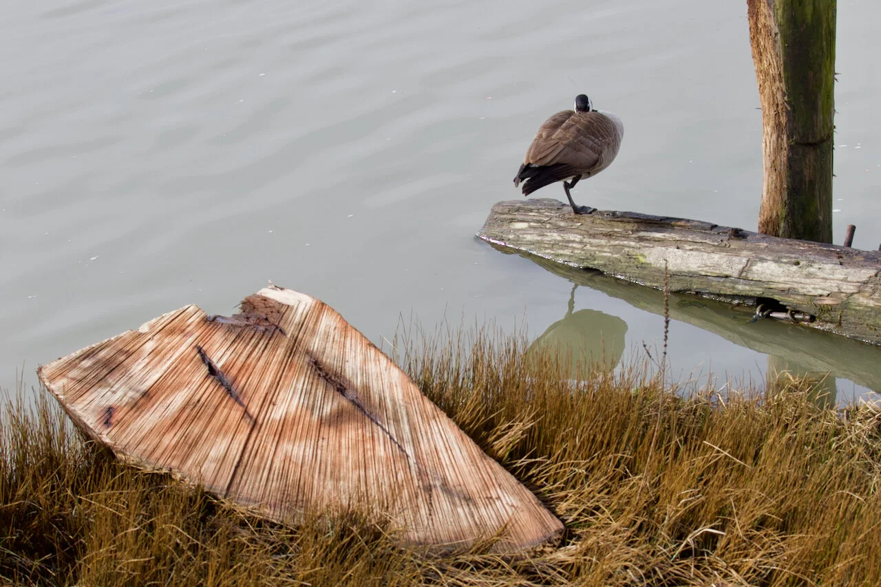 Fraser River foreshoreNew Westminster, B.C., March 8, 2021Click image for lightbox.