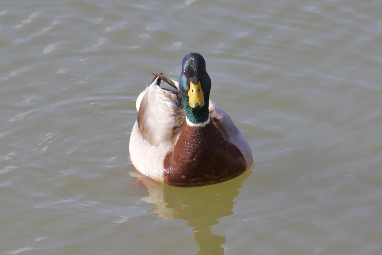 Mallard duck in Fraser RiverNew Westminster, B.C., March 10, 2021Click image for lightbox.