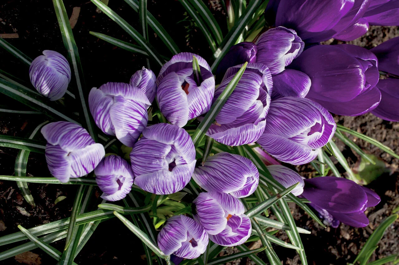 Spring flowers at New Westminster, B.C., March 9, 2021Click image for lightbox.