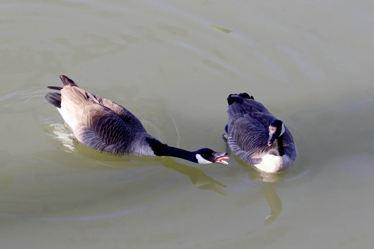 Canada Geese