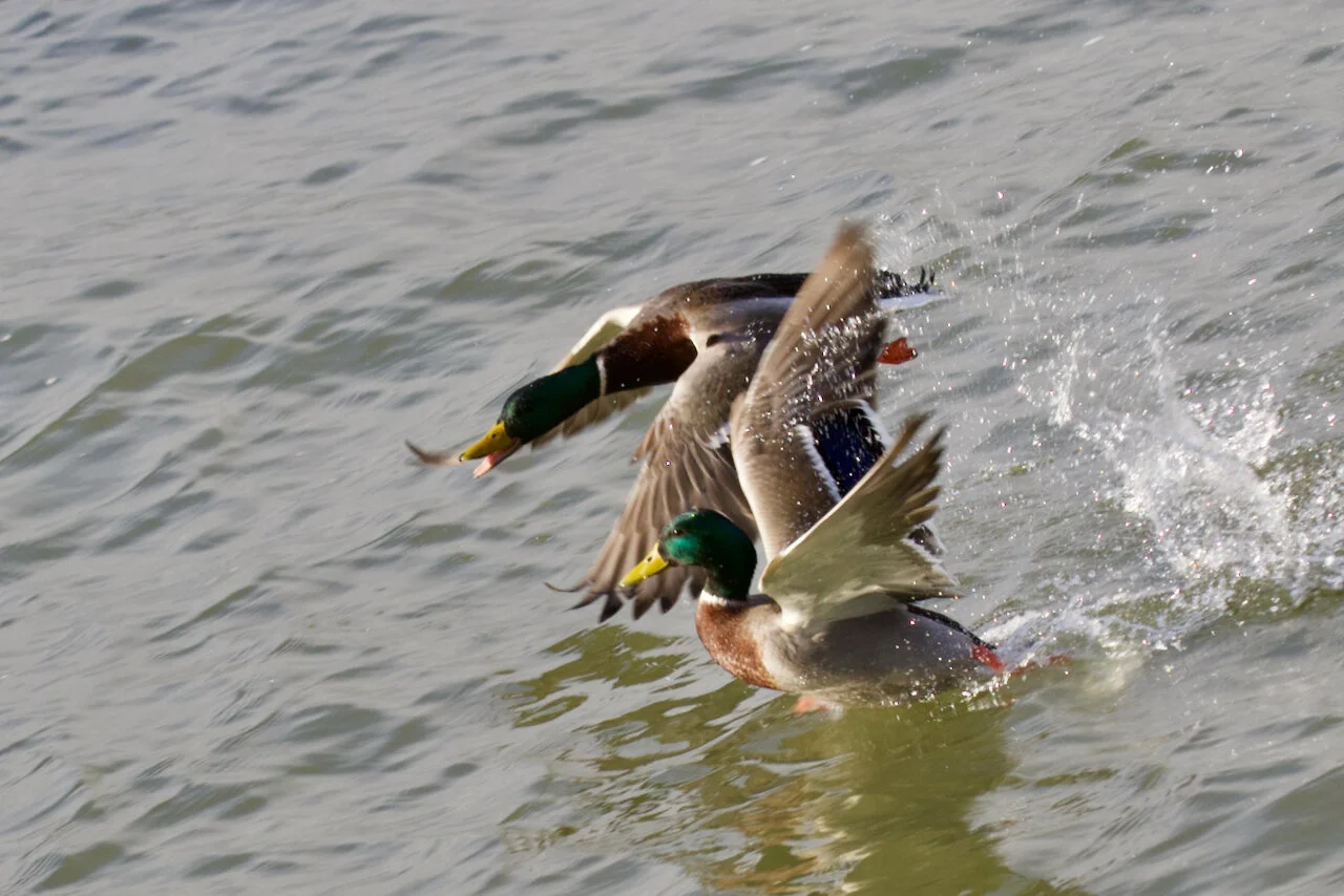 Male Mallard ducks start a race in the Fraser River, New Westminster, B.C., March 16, 2021Click image for lightbox.