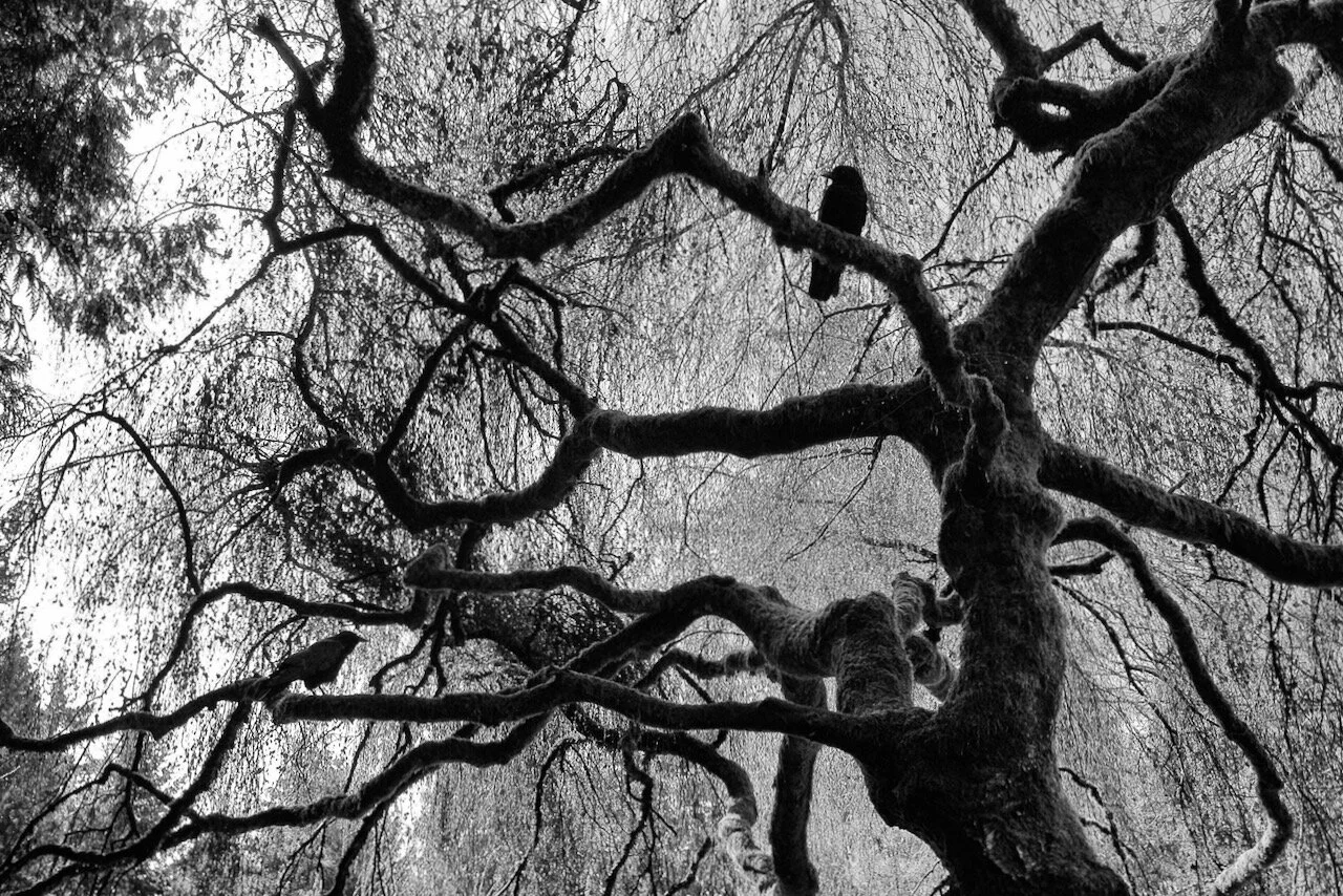 “Waiting for Poe”Click image for lightbox.