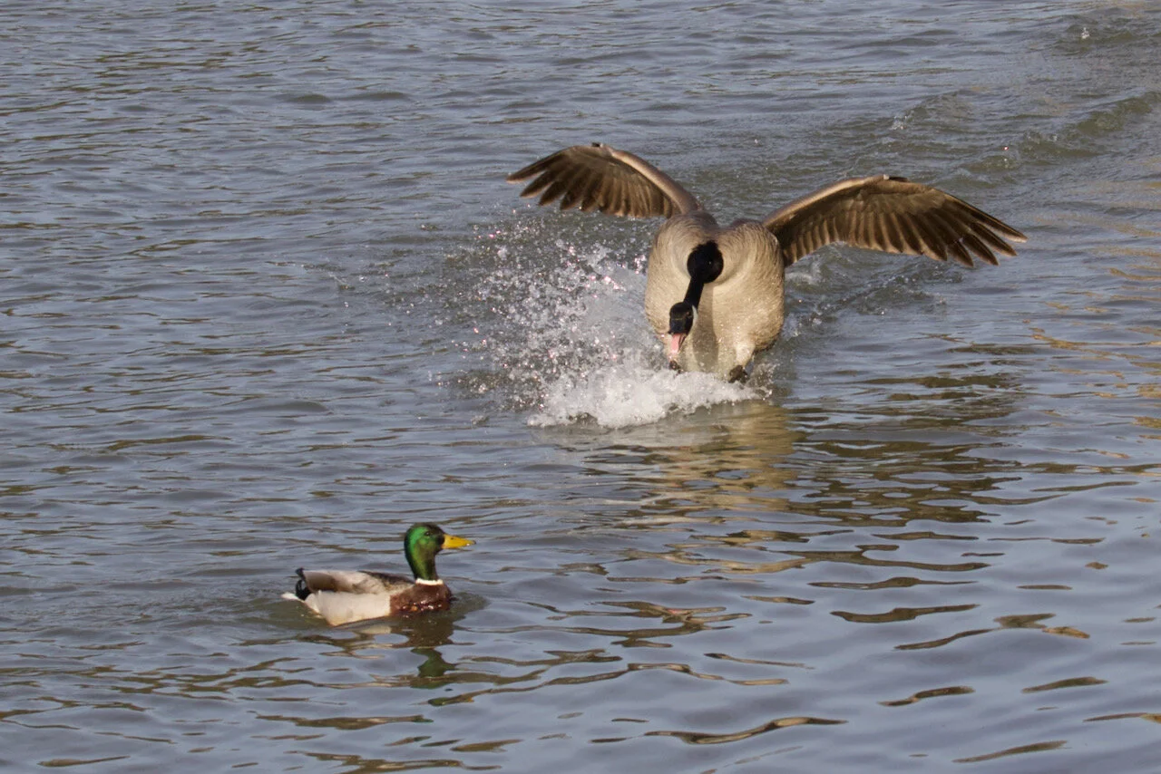 Canada goose chases Mallard duck away in Fraser River, New Westminster, B.C., March 31, 2021Click image for lightbox.