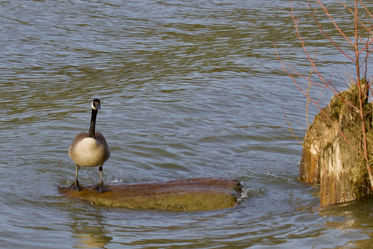 Canada goose rides the waves in the Fraser River, March 31, 2021Click image for lightbox.