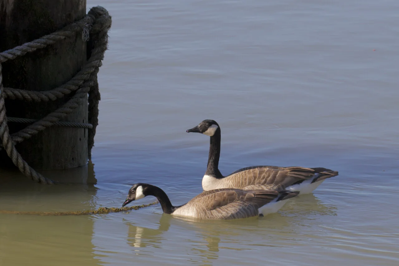 Canada geese in Fraser River, March 29, 2021Click image for lightbox.