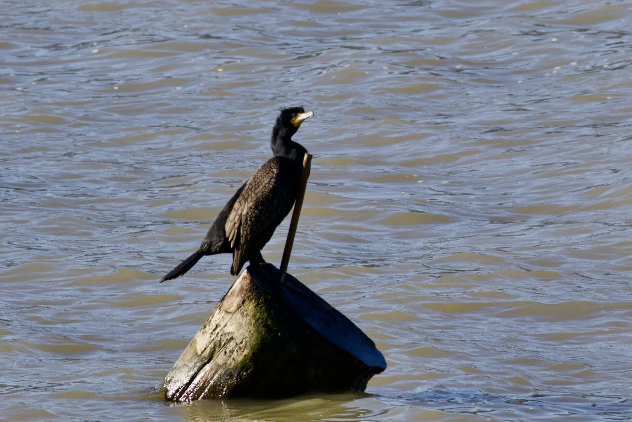 Double-crested Cormorant