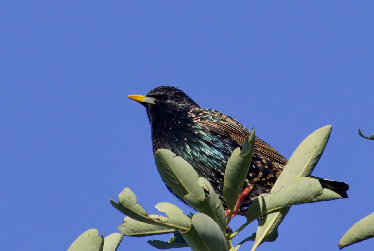 European Starling