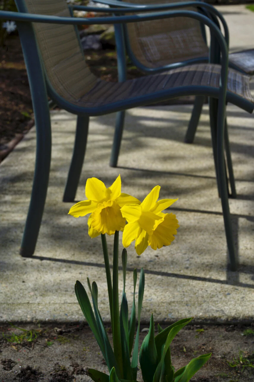 Daffodils in Spring morning sunlight, New Westminster, B.C., April 6, 2021Click image for lightbox.