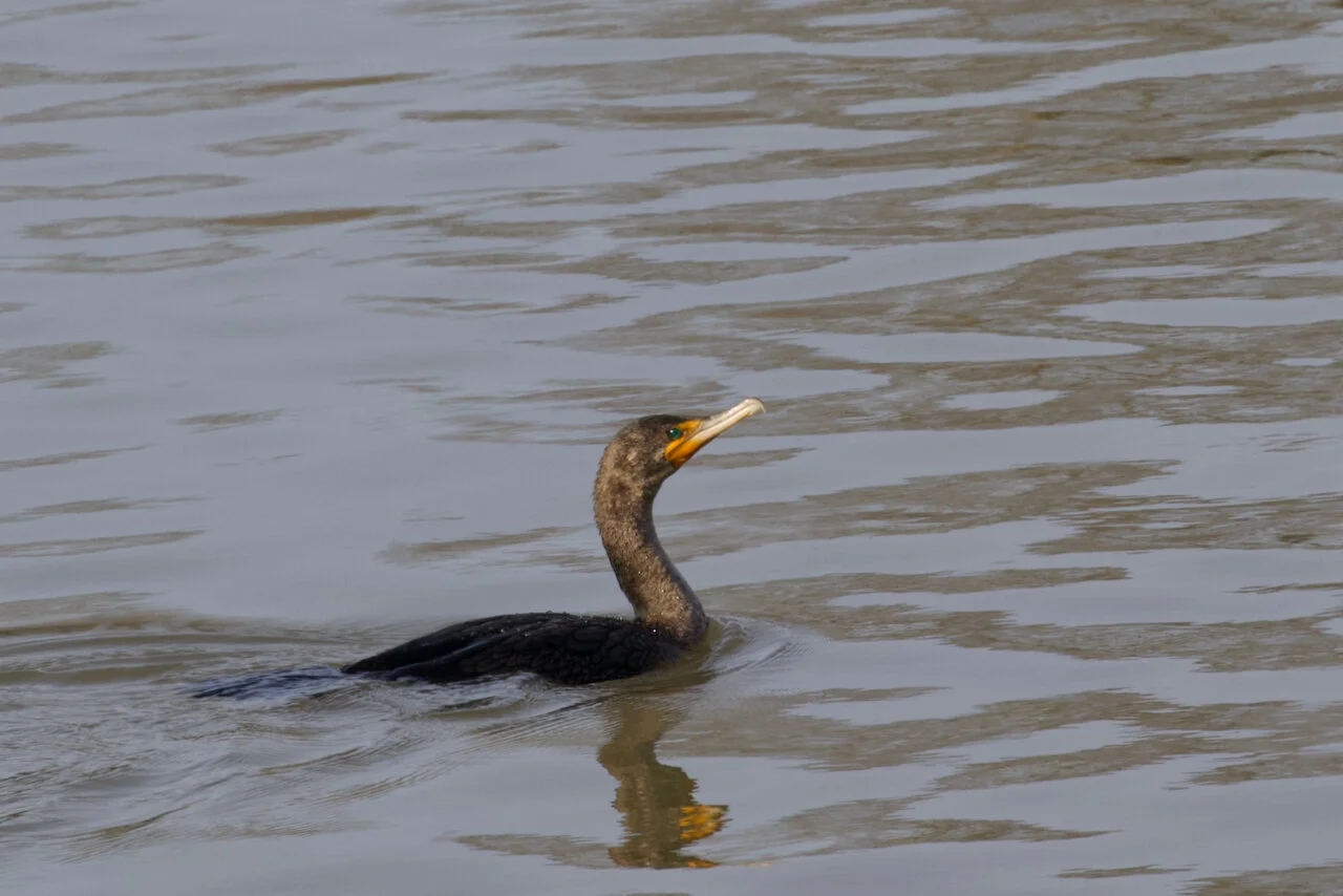 Double-crested Cormorant swims in Fraser River, New Westminster, B.C., April 6, 2021.Click image for lightbox.