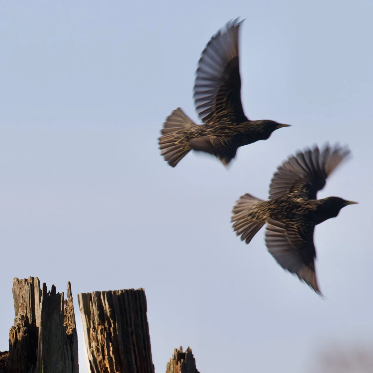 European Starlings