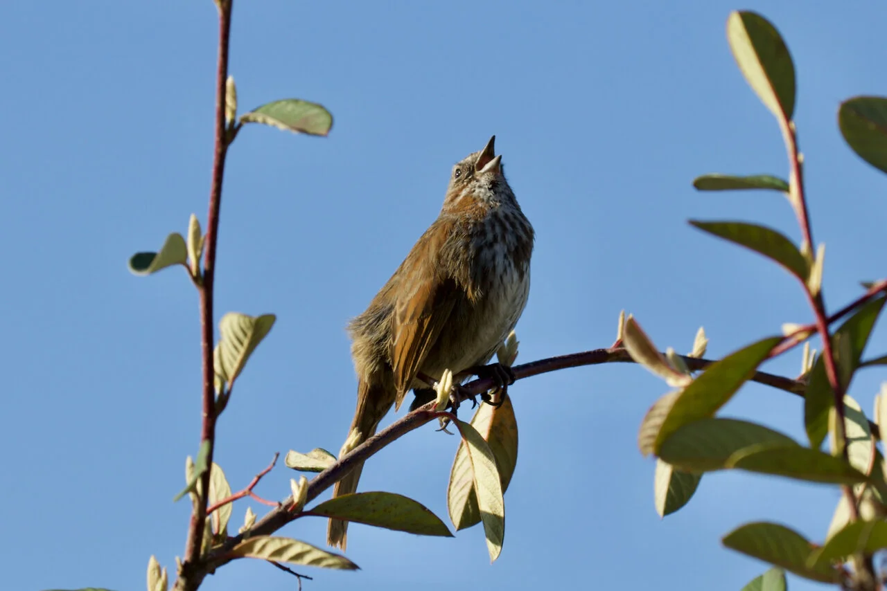 Song sparrow singing in the Spring early morning sunlight, New Westminster, B.C., April 16, 2021.Click image for lightbox.