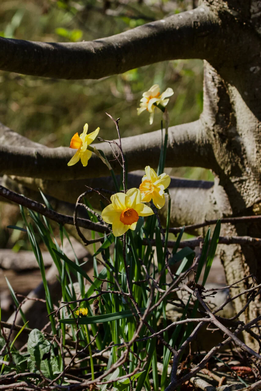 Daffodils seek the light, New Westminster, B.C., April 16, 2021.Click image for lightbox.