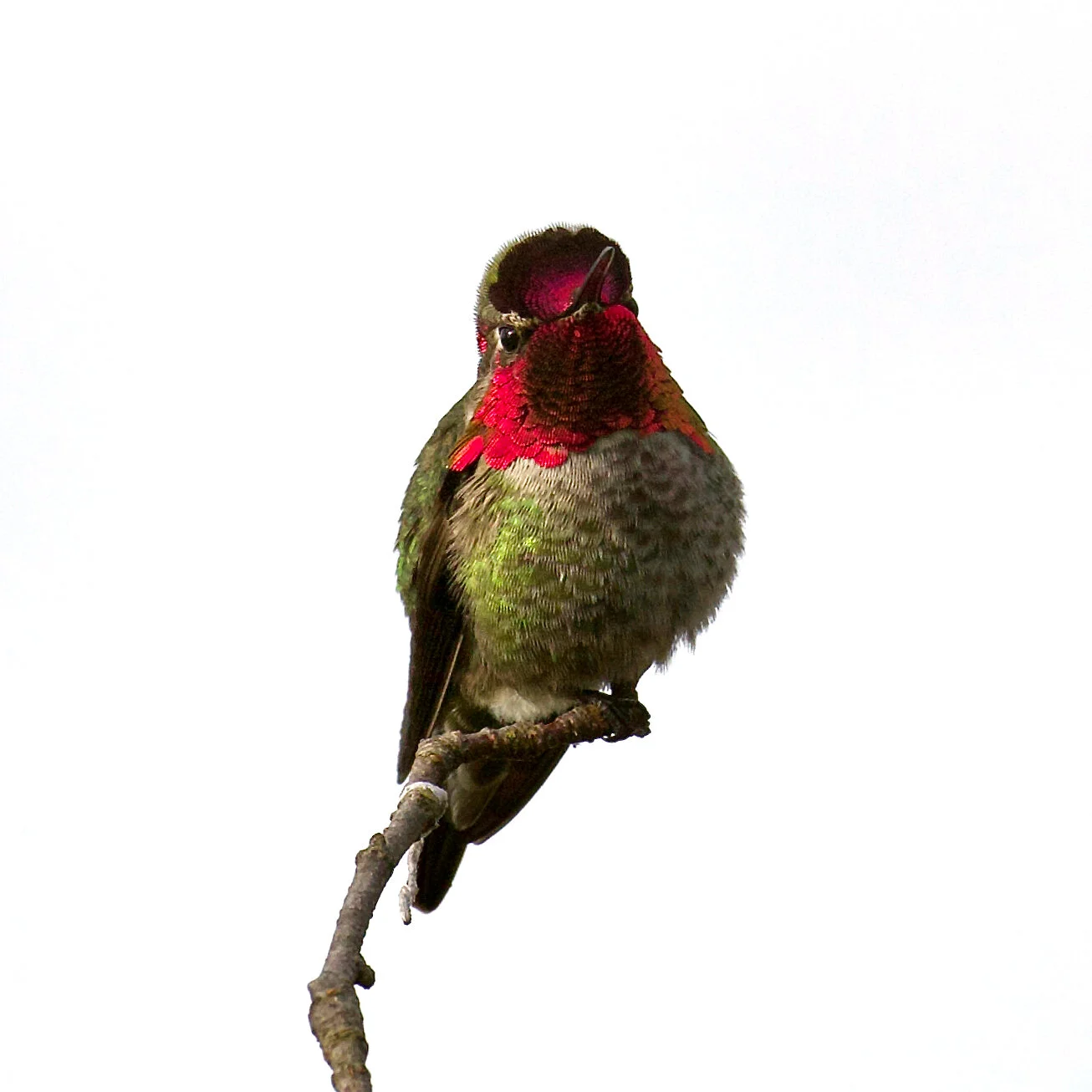 Anna’s Hummingbird