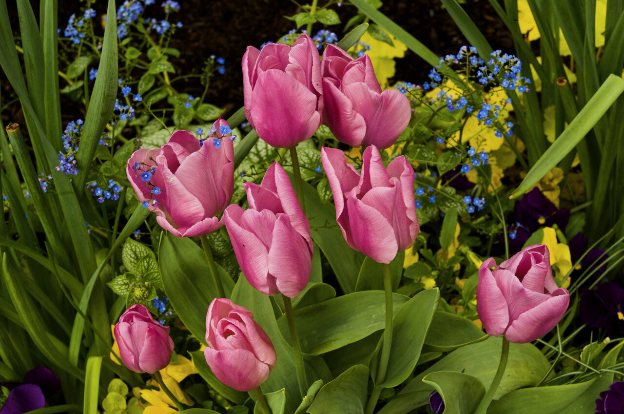 Spring flowers, New Westminster, B.C., April 27, 2021.Click image for lightbox.