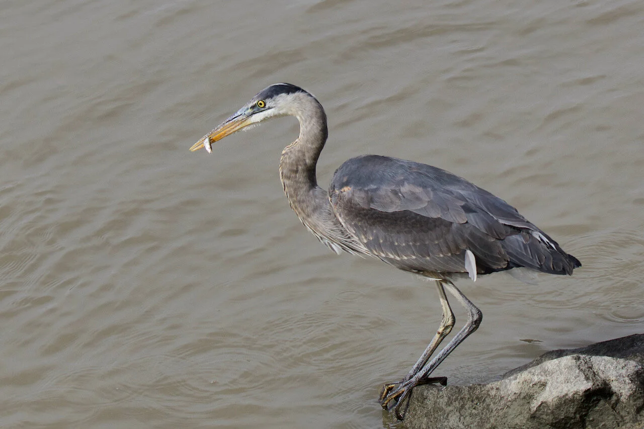 Heron and Breakfast