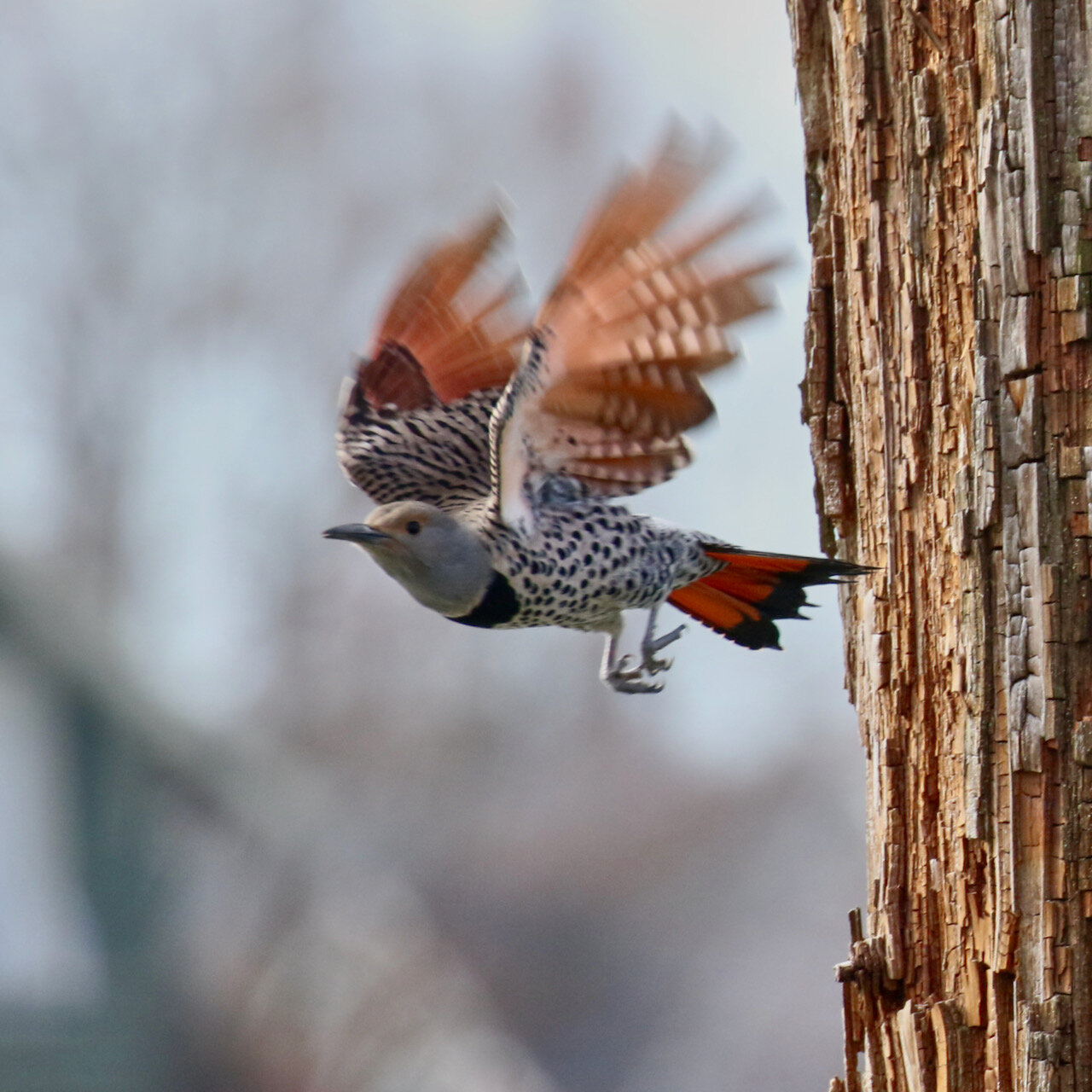 Northern Flicker