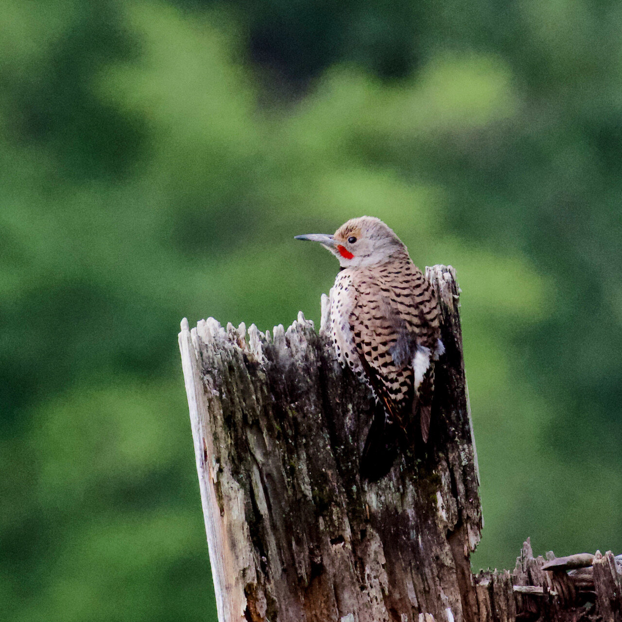 Northern Flicker