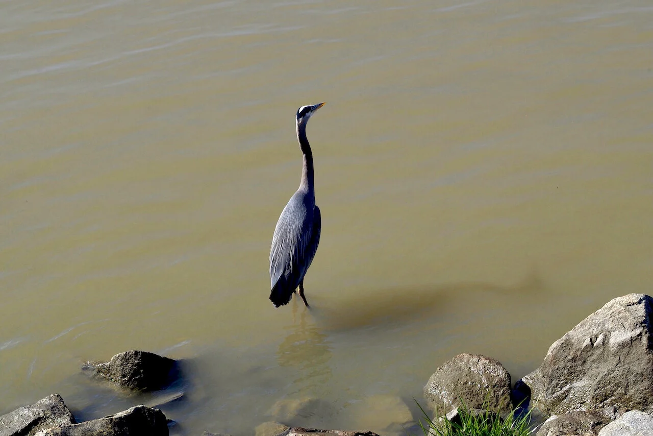 Great Blue Heron fishing in the Fraser River, New Westminster, B.C., May 13, 2021.Click image for lightbox.