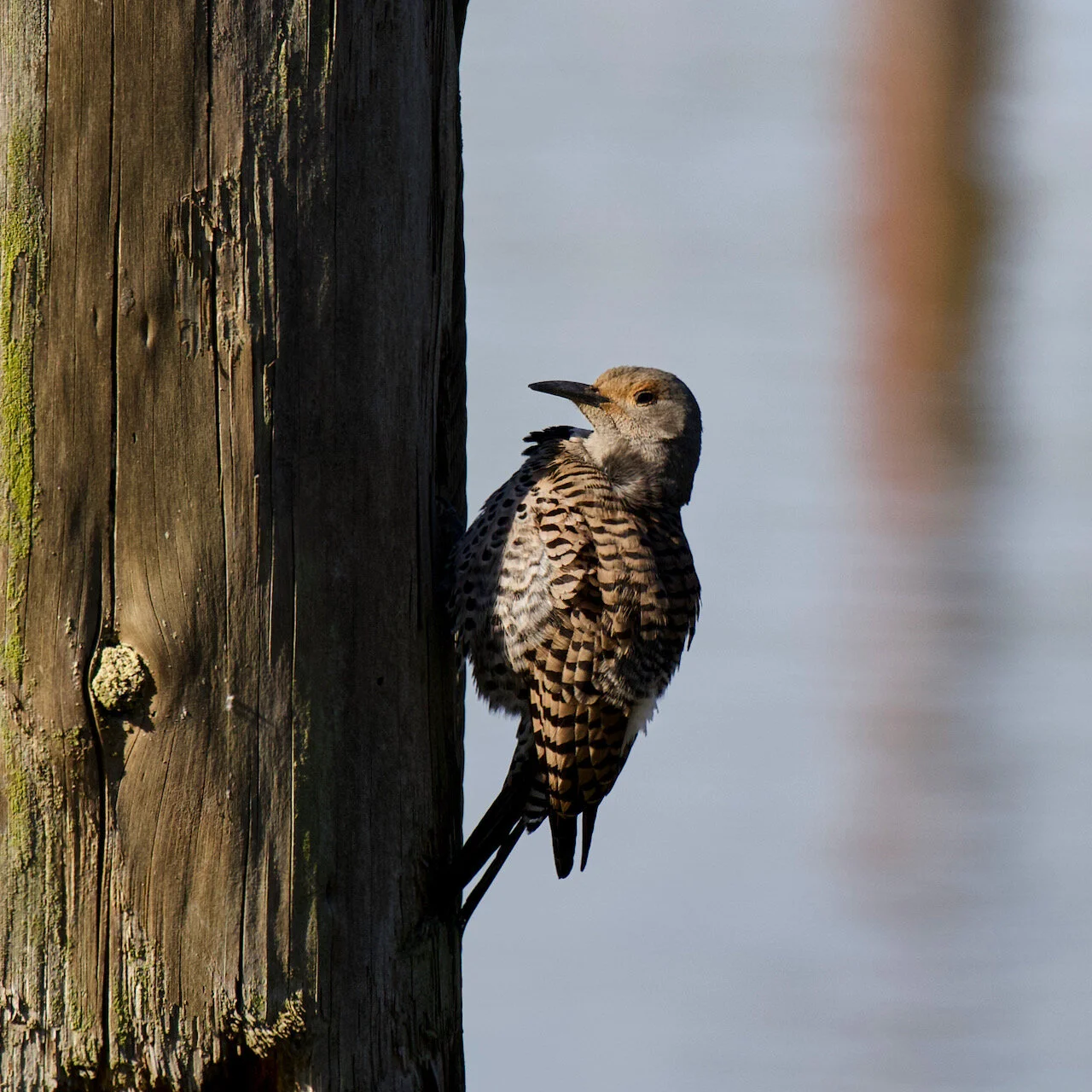 Northern Flicker on a piling in the Fraser River, New Westminster, B.C., May 13, 2021.Click image for lightbox.