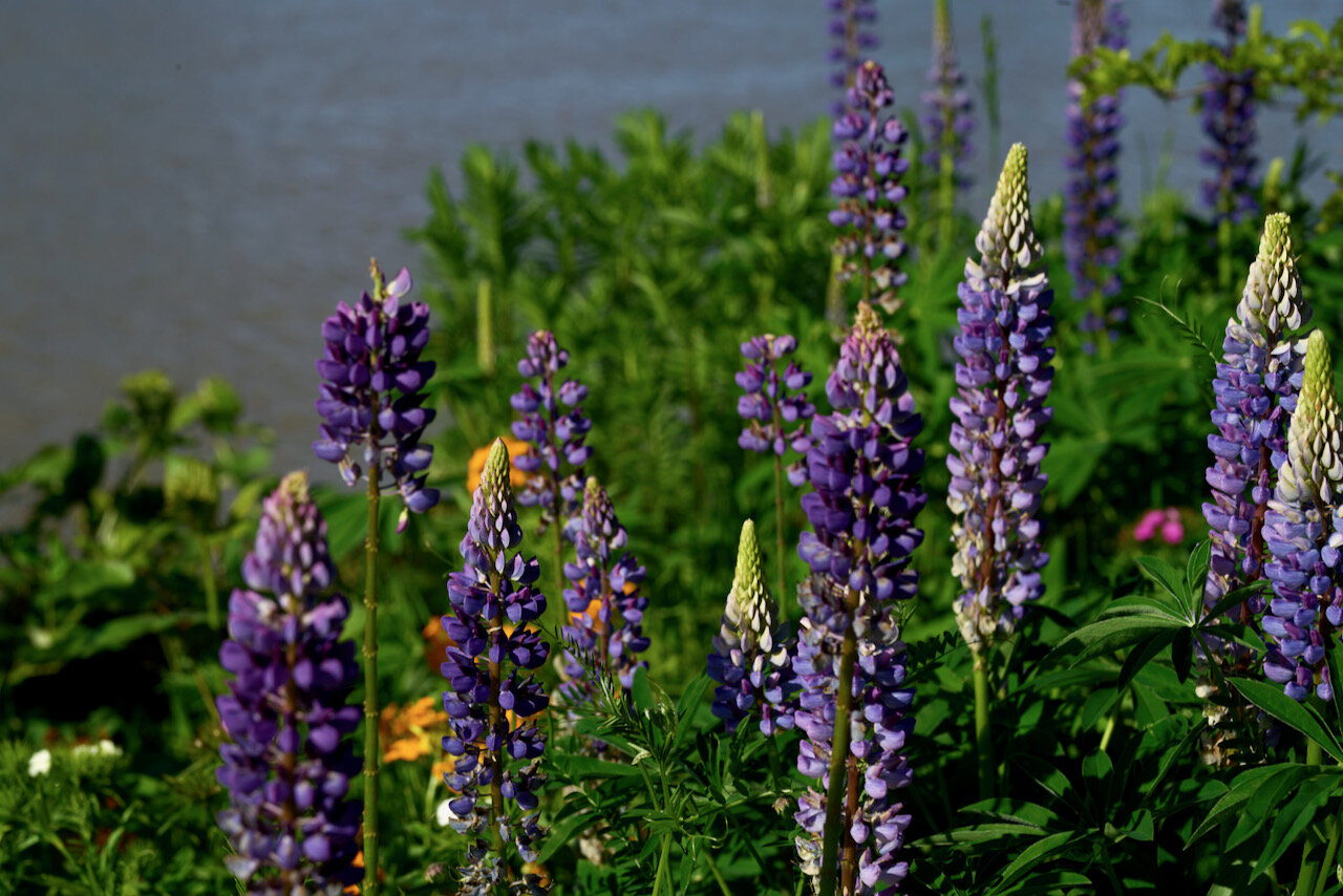 Lupins