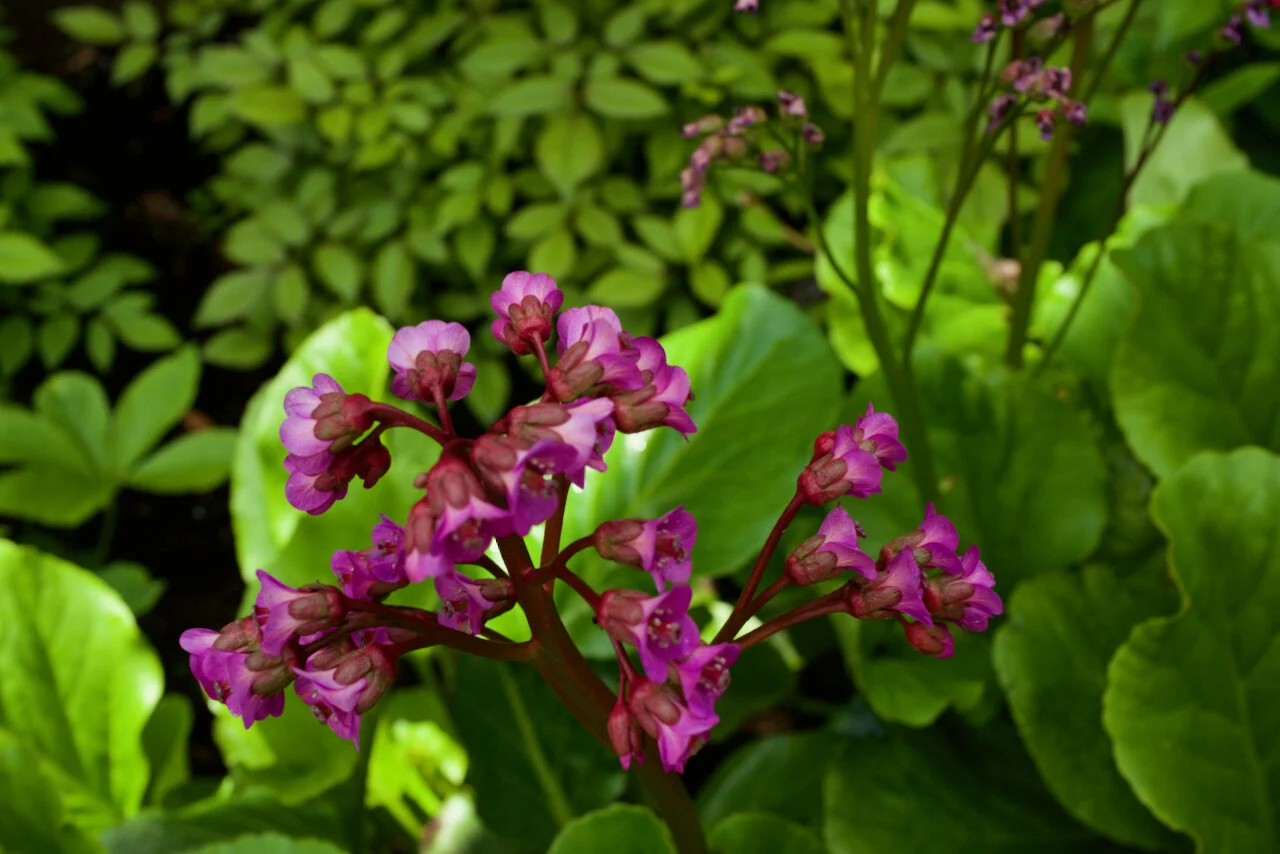 Plant backlit by Spring sunlight, New Westminster, B.C., May 19, 2021.