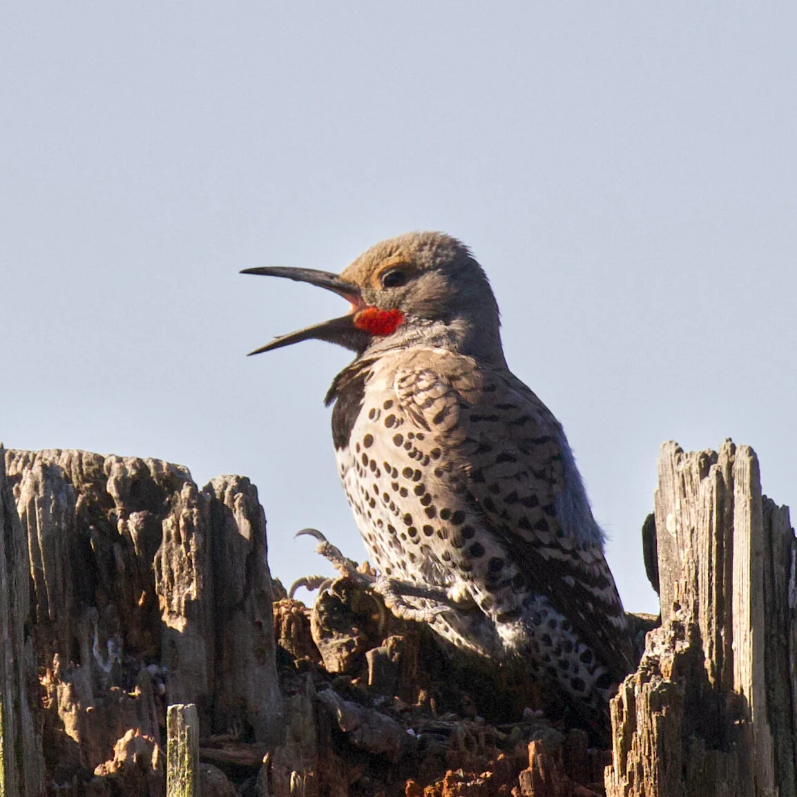 Northern Flicker