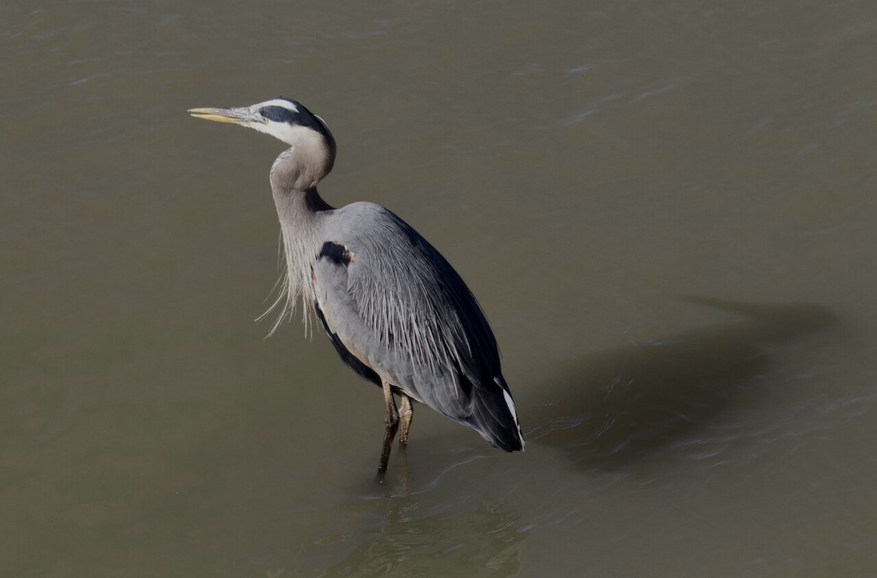 Heron in the River