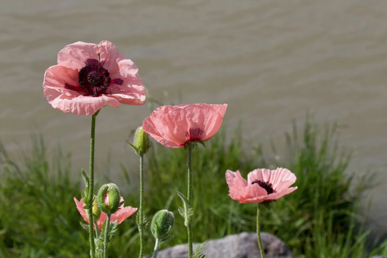 Poppies Family