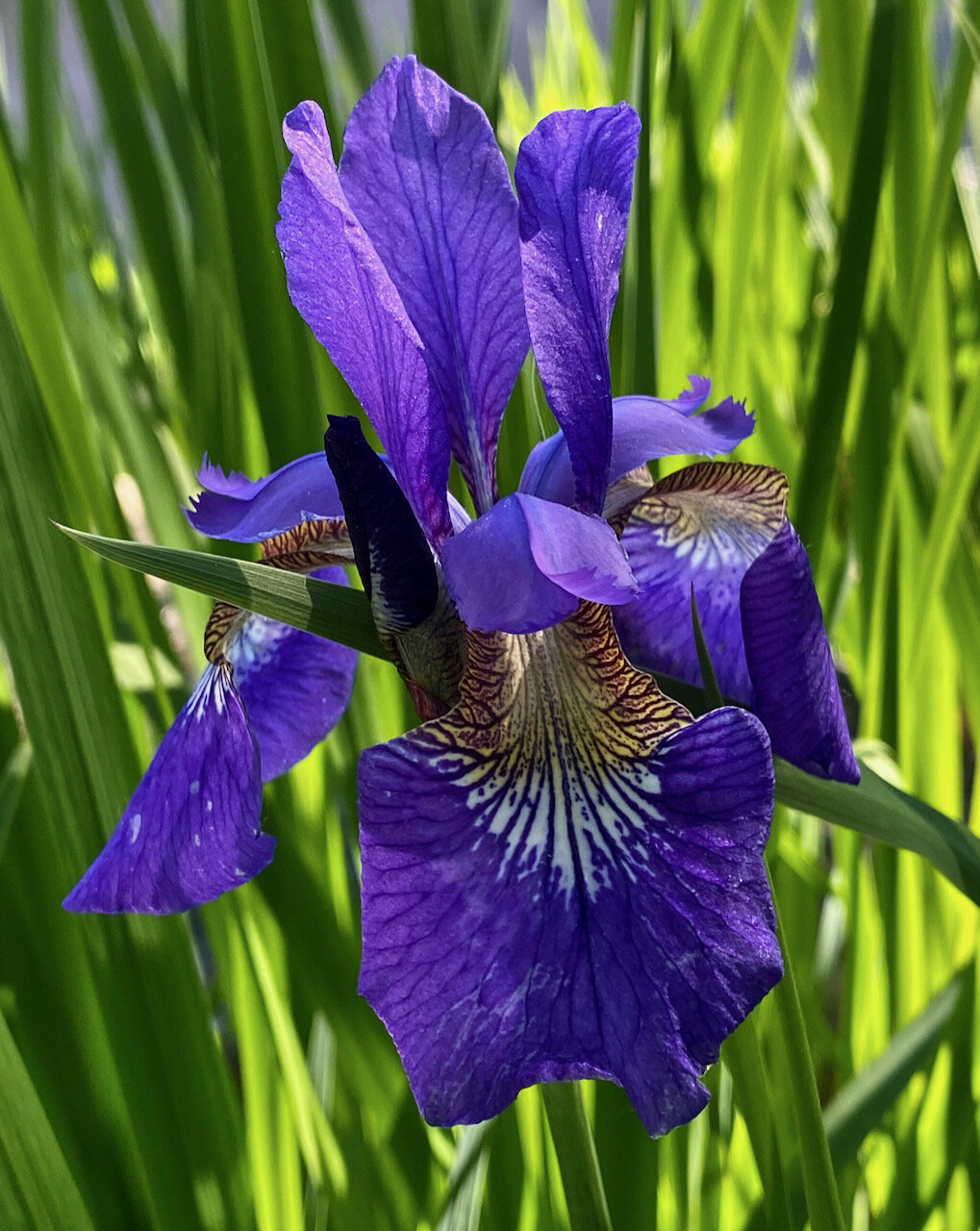 Iris Sibirica