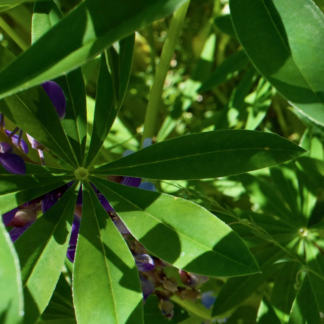 Hidden gems of Nature, New Westminster, B.C., June 9, 2021.Click image for lightbox.