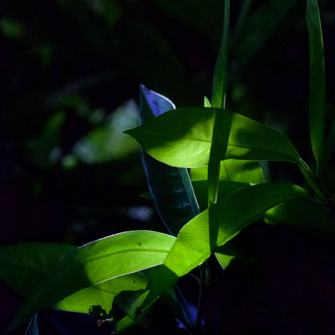 Light and ShadowClick image for lightbox.