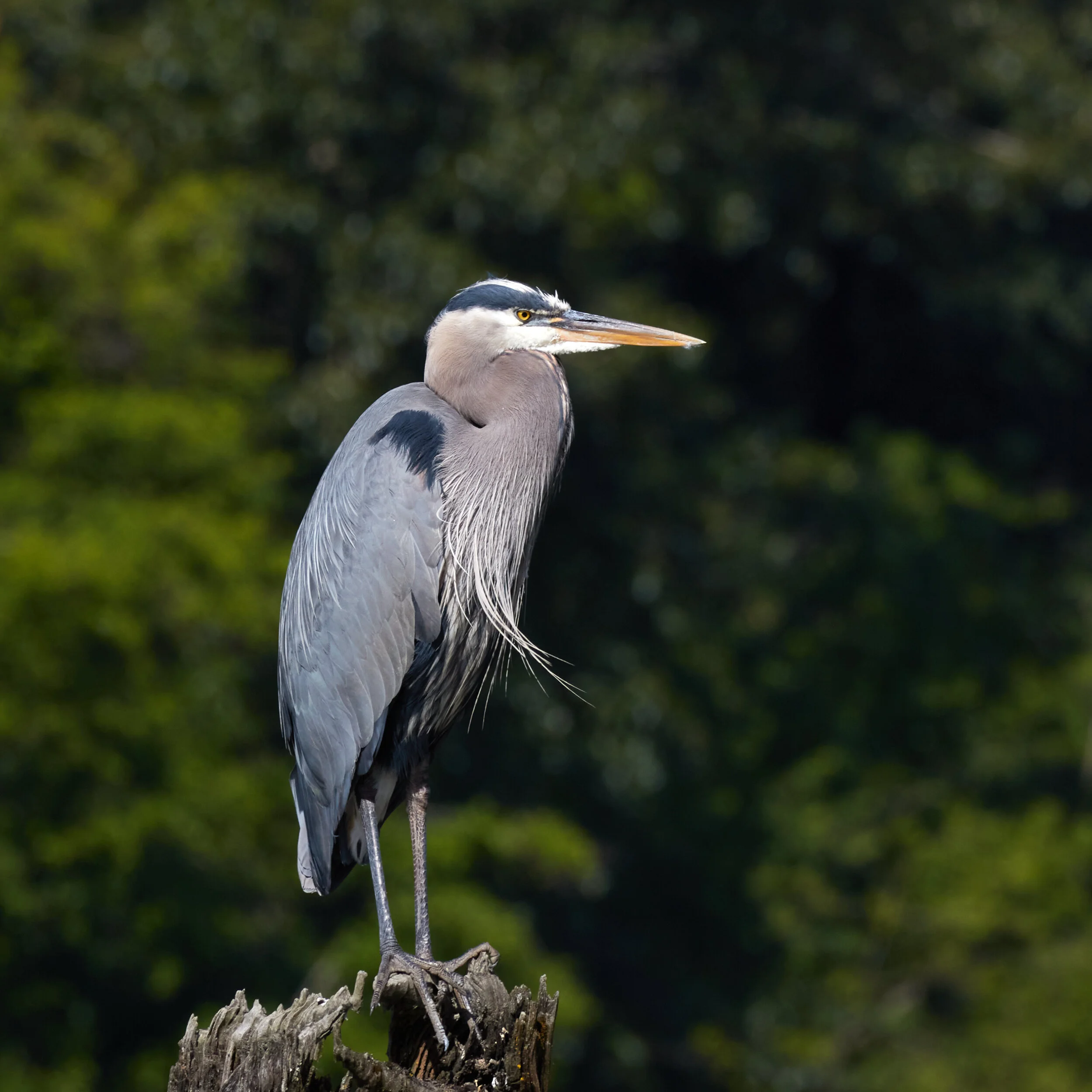Great Blue Heron on piling in Fraser River, New Westminster, B.C., June 18, 2021.Click image for lightbox.