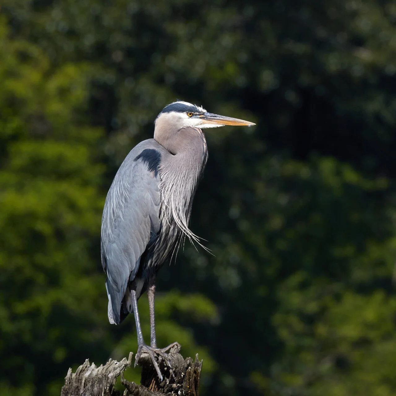 Great Blue Heron