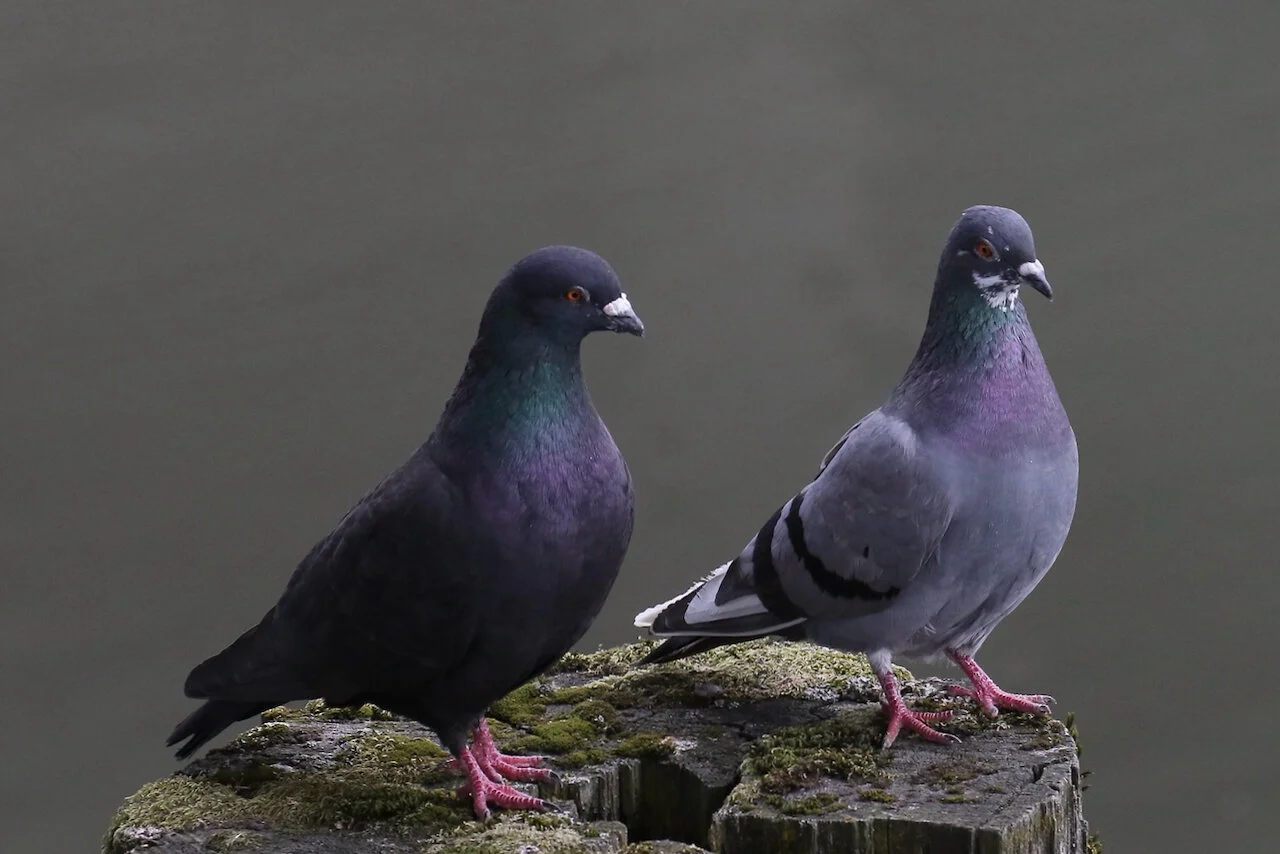 Rock Pigeons