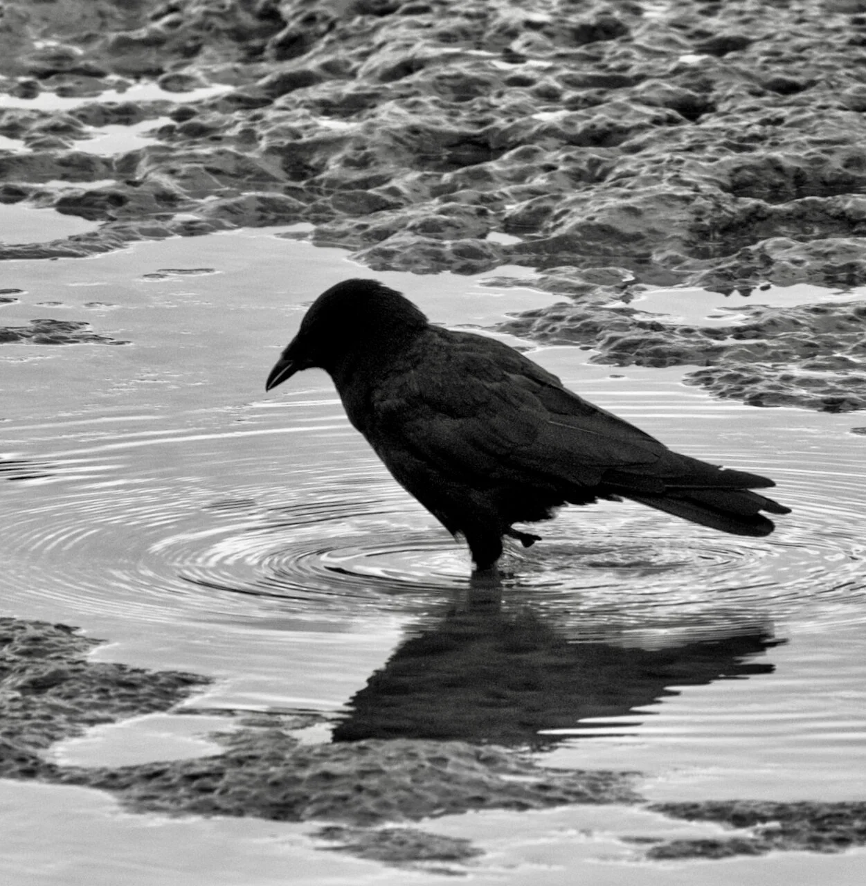Crow steps gingerly through a puddle in the Fraser River at low tide.Click image for lightbox.