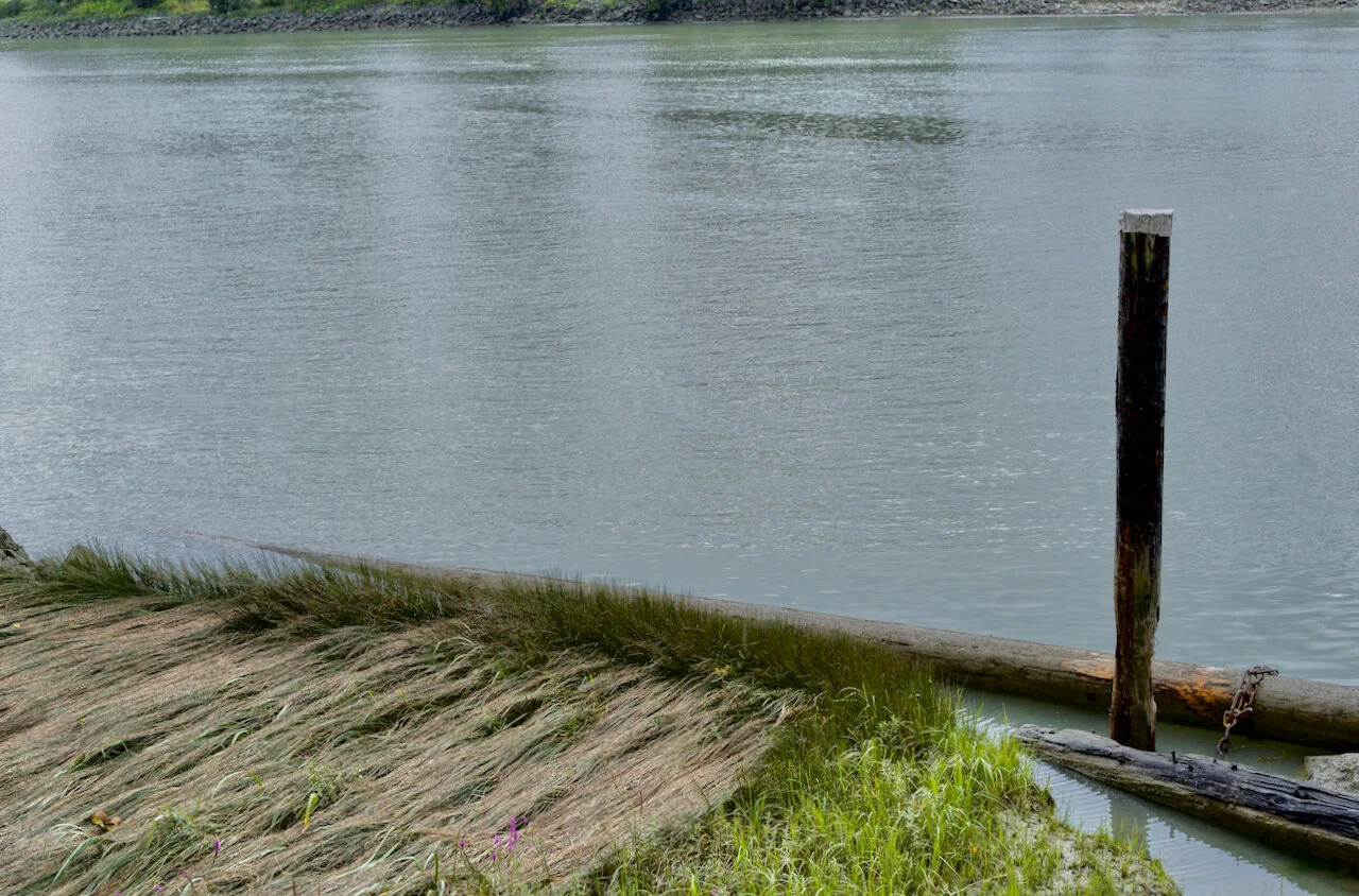 Tidal marsh, Fraser River, New Westminster, B.C., August 27, 2021Click image for lightbox.