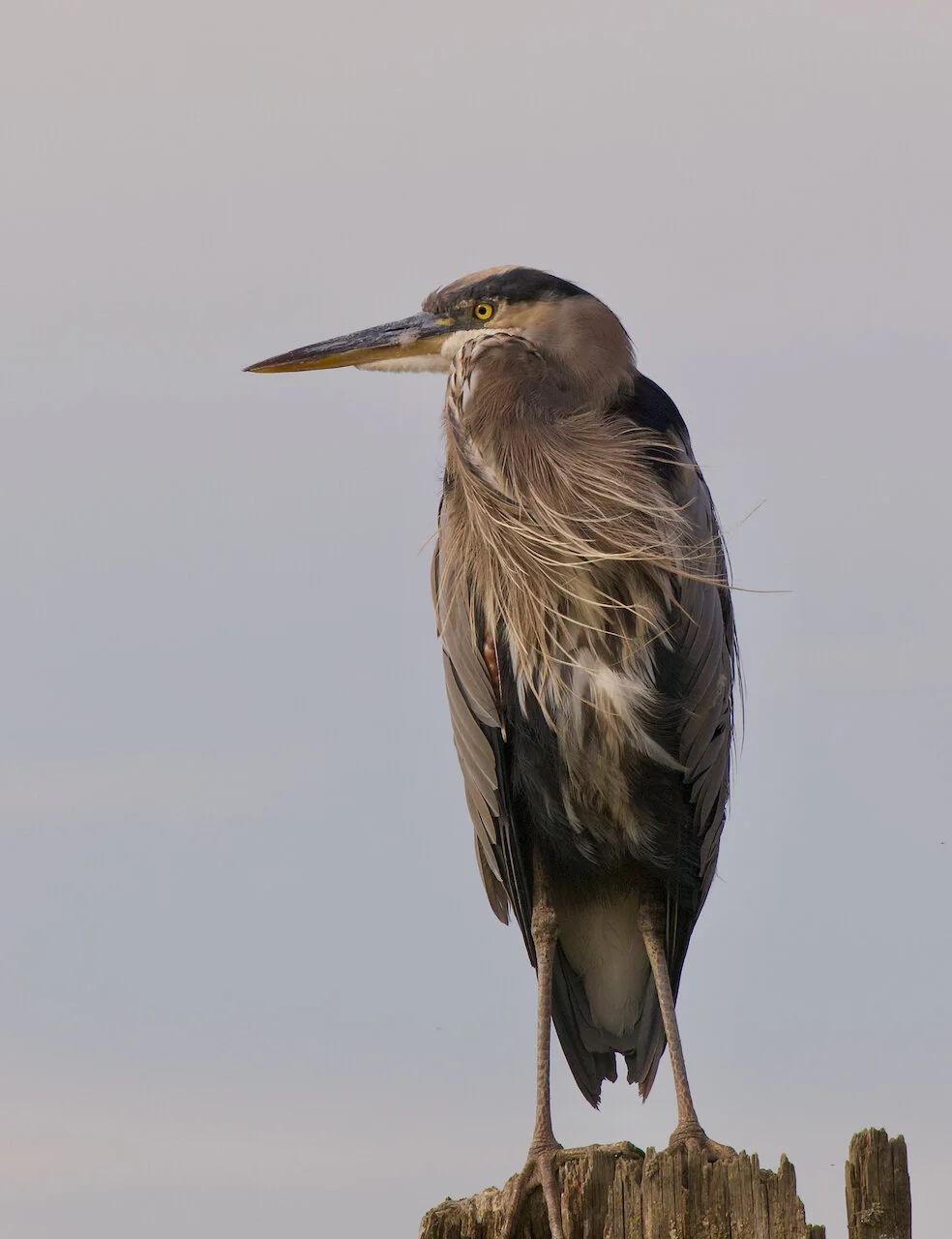 Virtue Alone is NobleGreat Blue Heron on piling in Fraser River, New Westminster, B.C., September 2021.Click image for lightbox.