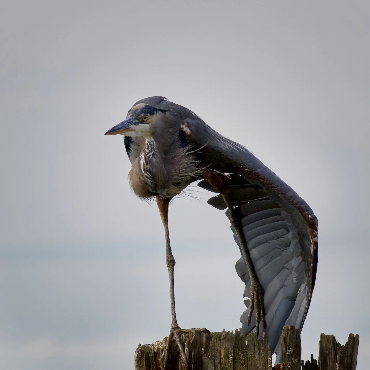 Great Blue Heron stretches on a piling in the Fraser River, New Westminster, B.C., September 2021.Click image for lightbox.
