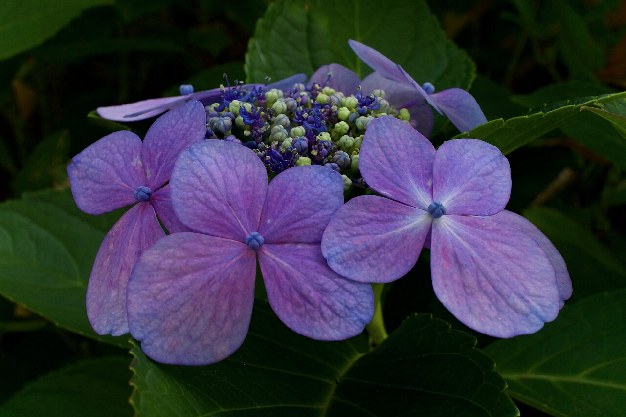 Hydrangea macrophylla, New Westminster, B.C., September 2021Click image for lightbox.