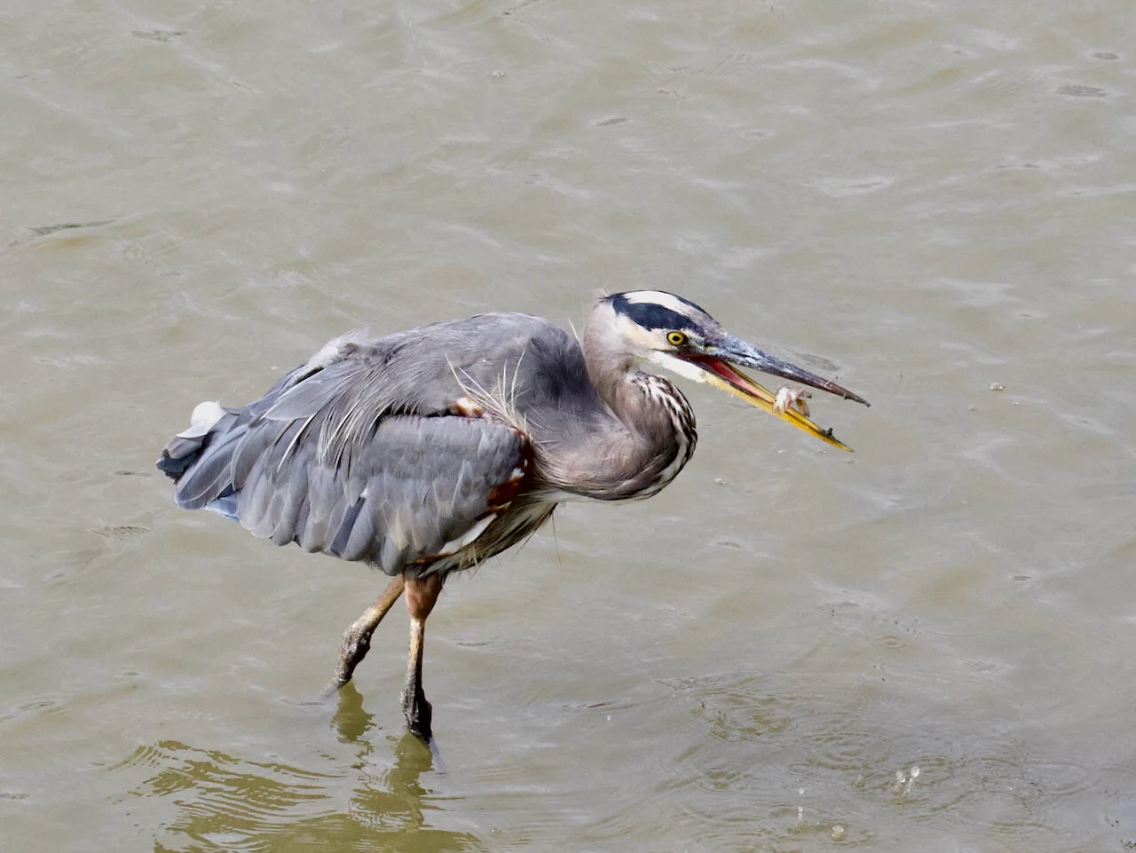 Heron’s Lunch