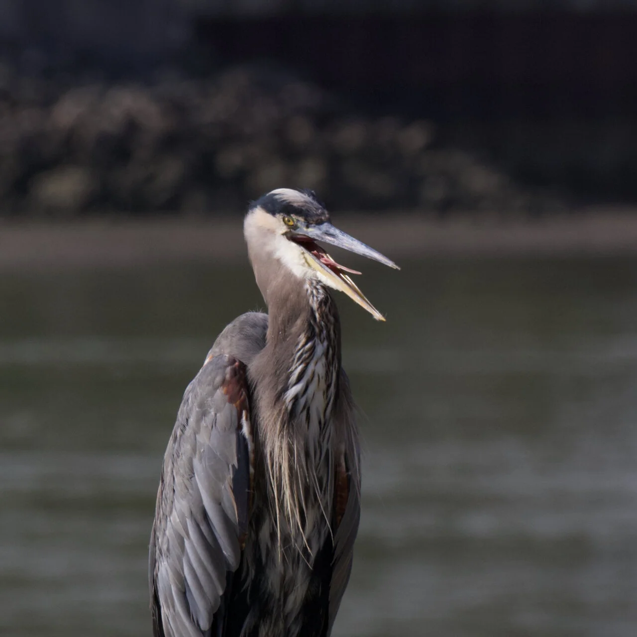 Great Blue Heron