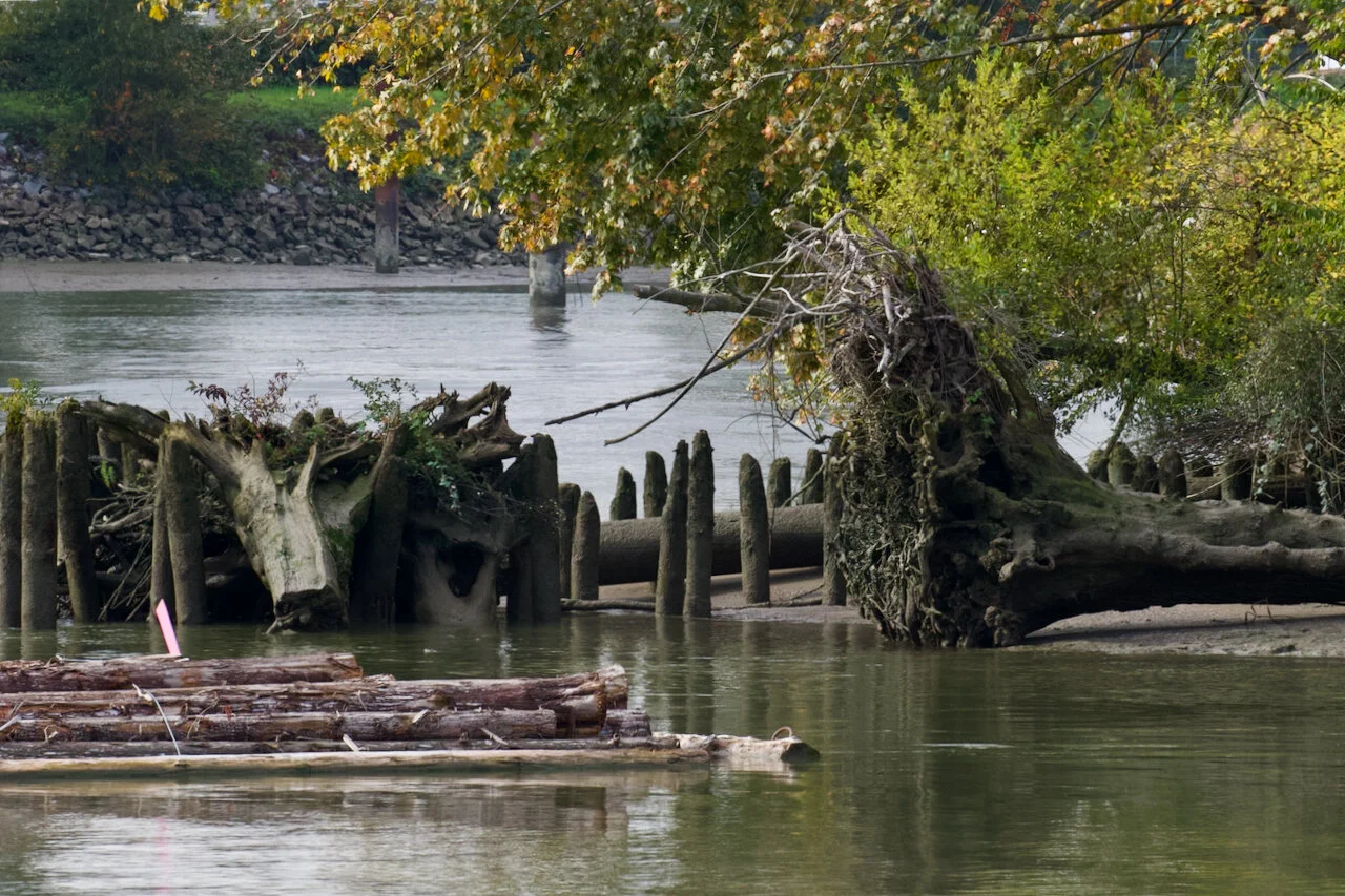 Poplar Island in the Fraser River, New Westminster, B.C., October 2021Click image for lightbox.