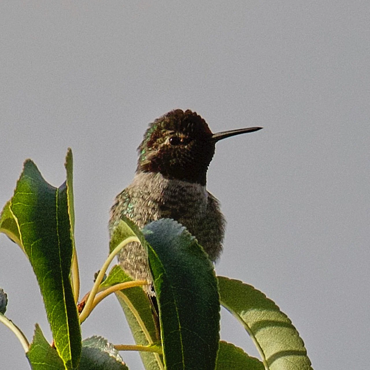 Anna's Hummingbird