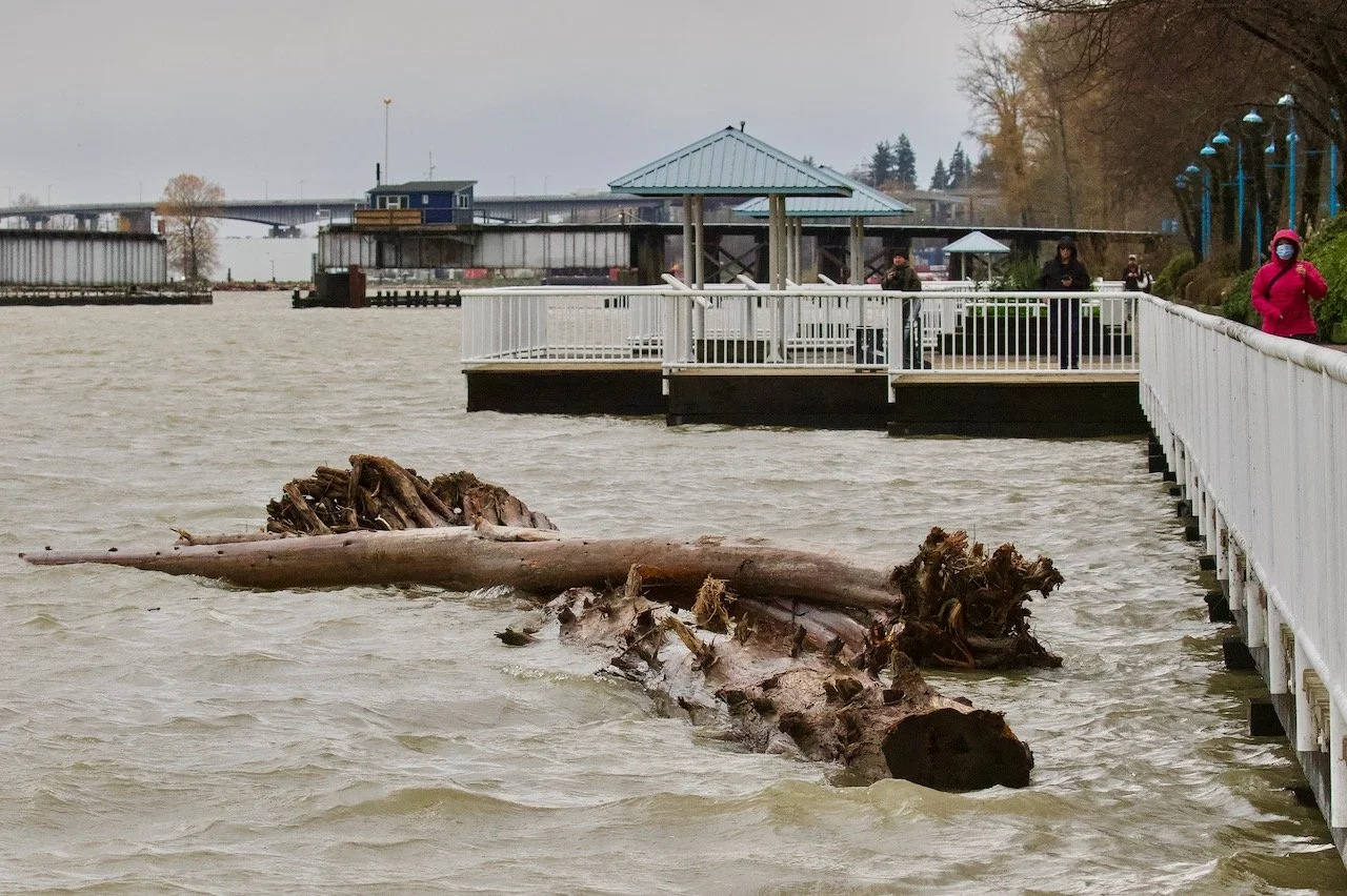 Fraser River flood debris