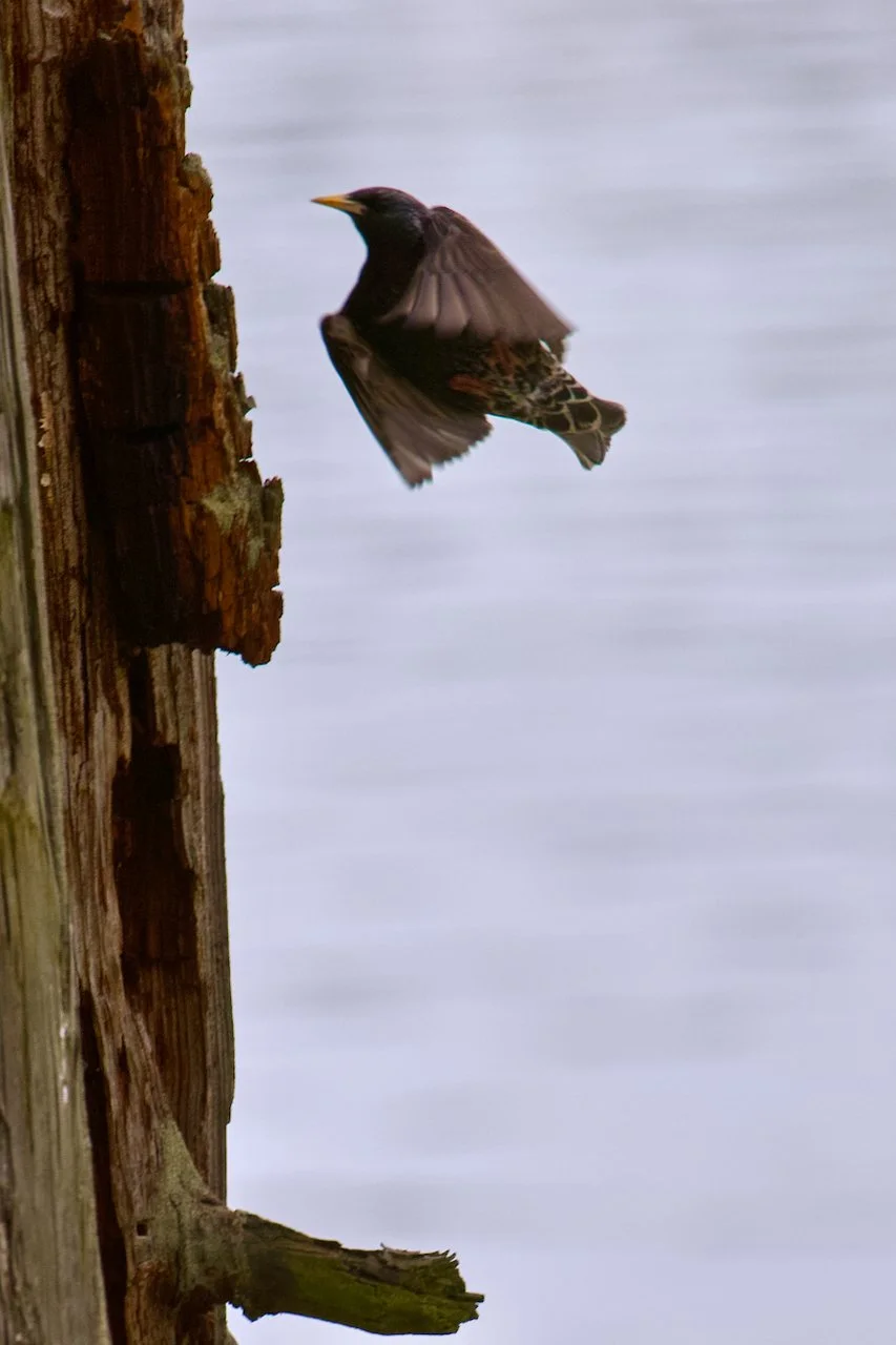 European Starling UP 2.jpeg