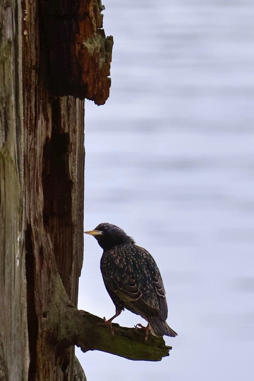 European Starling UP 1.jpeg