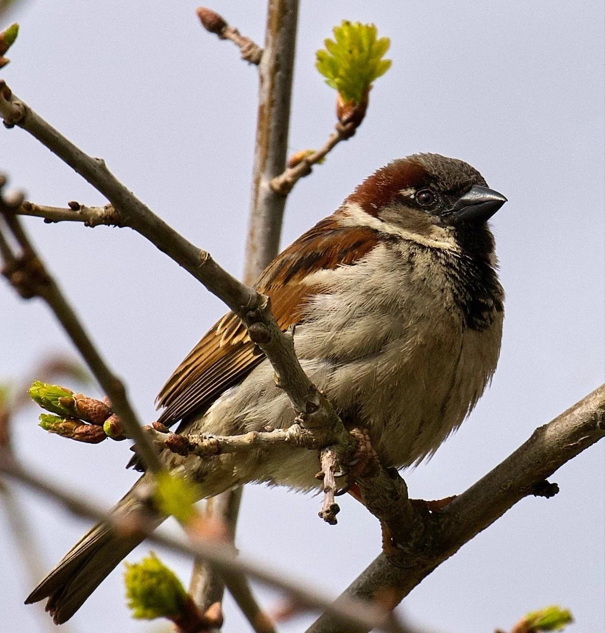 Song Sparrow