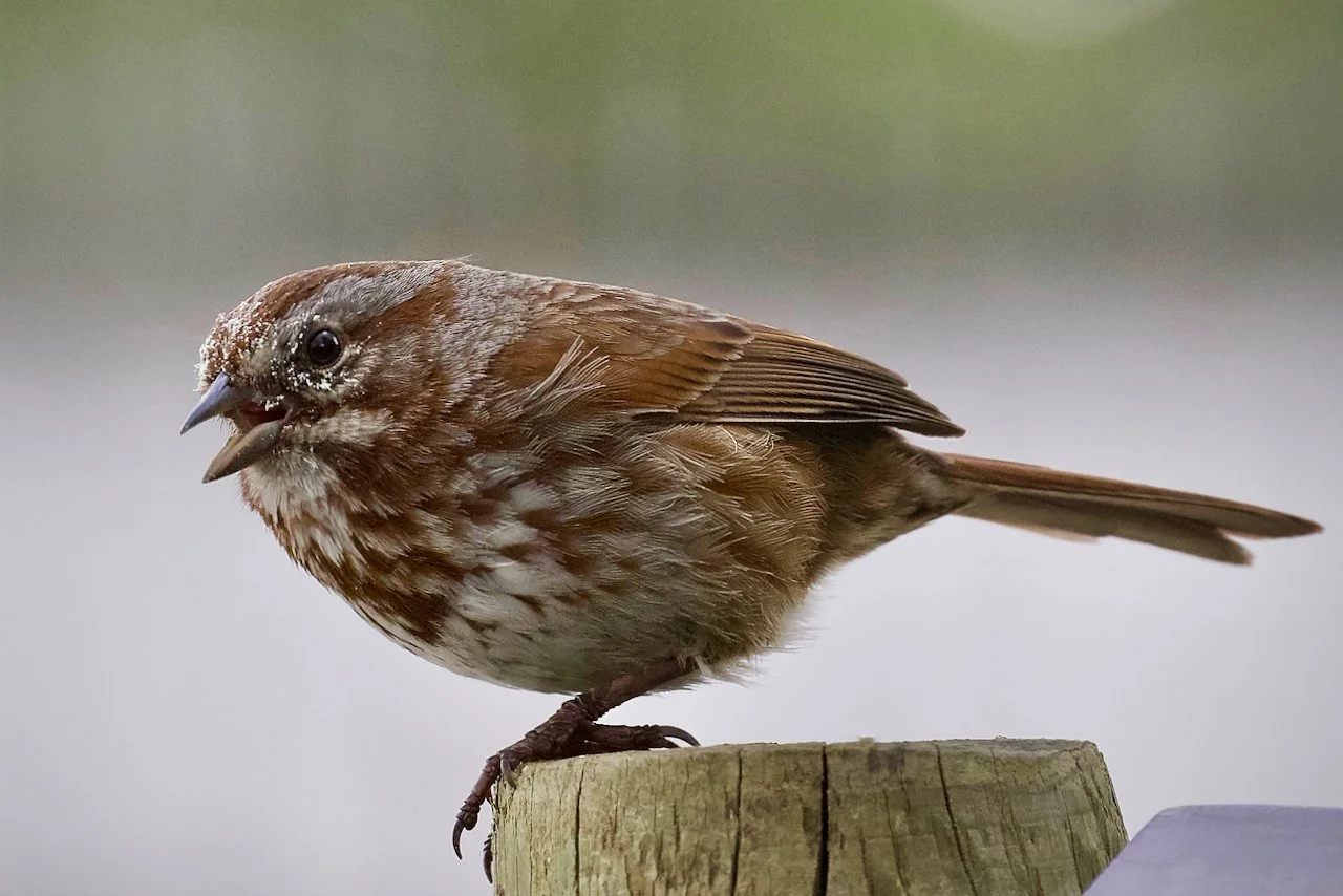 Song Sparrow
