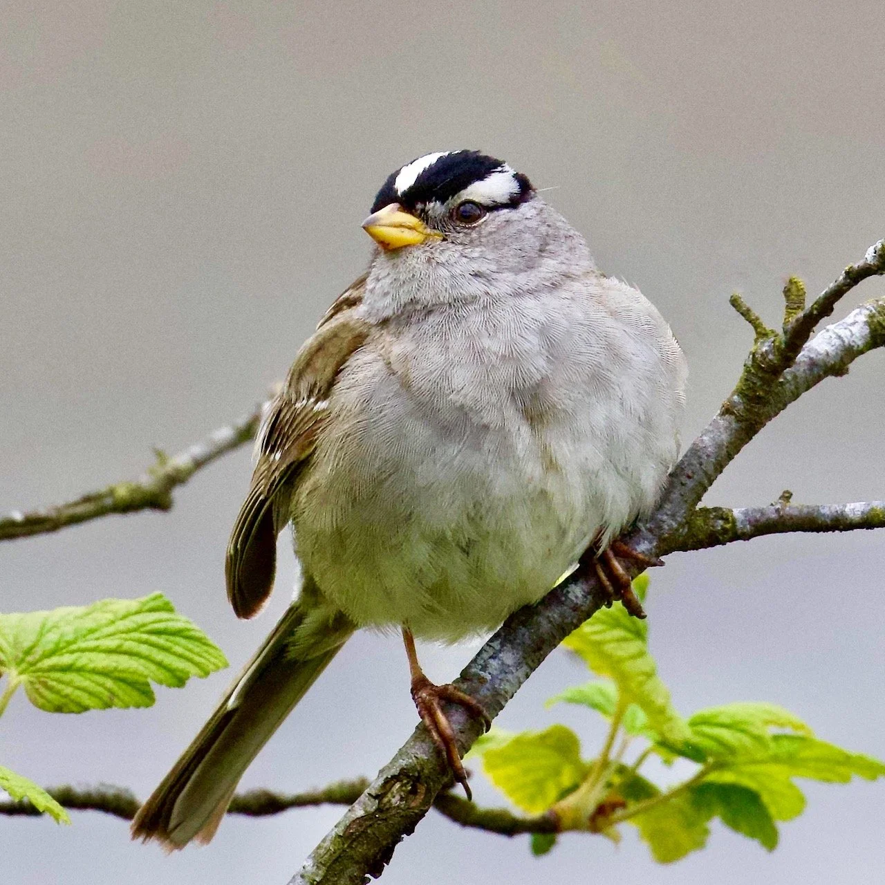 White-crowned Sparrow