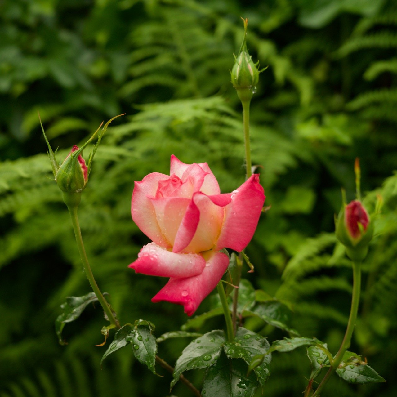 Roses: Today and Tomorrow